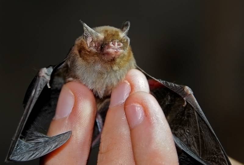svorio metimo šikšnosparnių sparnai nustojo maitinti krūtimi ir negali numesti svorio