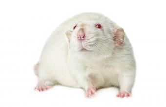 žiurkės svorio kritimas kaip greitai prarasti užsispyrusius kūno riebalus