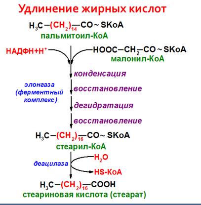 beta oksidacijos riebalų nuostolis ar trenbolono acetatas degina riebalus