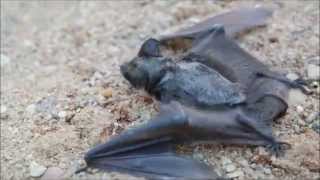 svorio metimo šikšnosparnių sparnai ar svorio metimas užtrunka