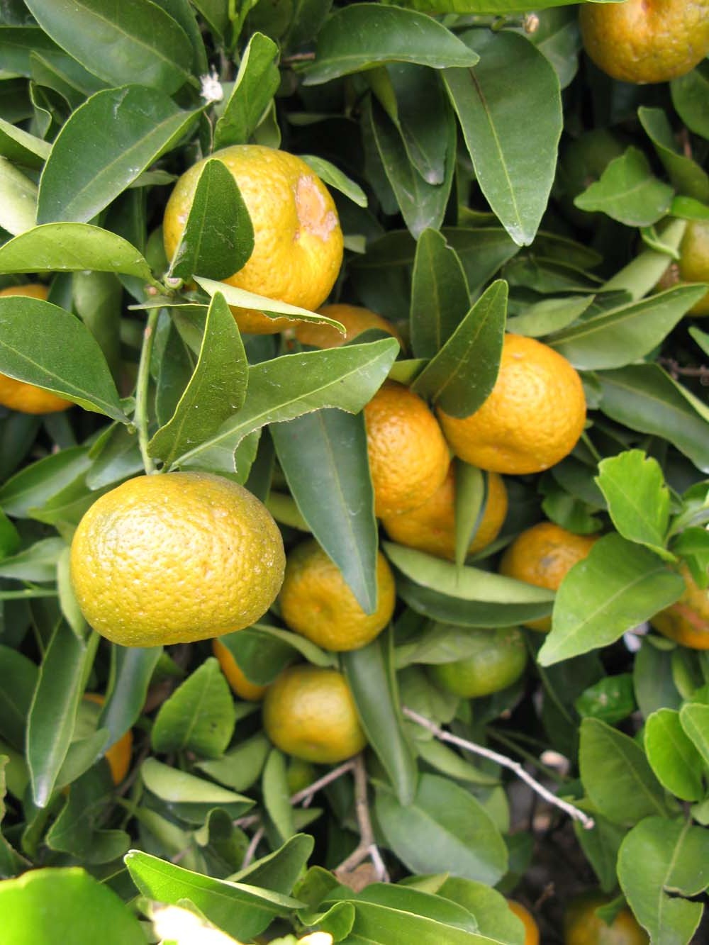 ar citrusai degina riebalus