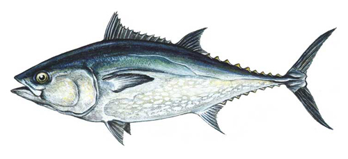 riebalų tunas